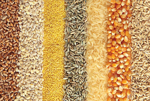 کاهش مصرف بذر و تراکم یکنواخت غلات در مزارع خرمشهر