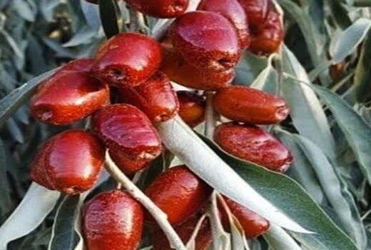 برداشت بیش از 40 تن سنجد از باغ‌های آذربایجان غربی