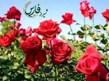 صادرات ۱.۶ میلیون شاخه گل رز از شیراز درسال 1404
