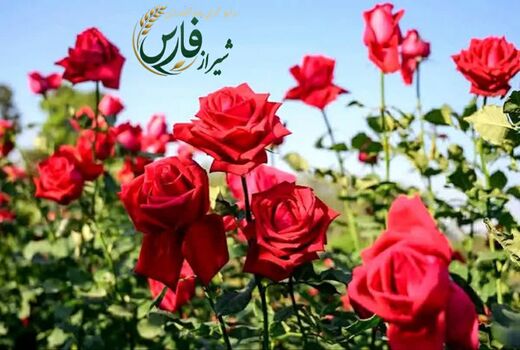 صادرات ۱.۶ میلیون شاخه گل رز از شیراز درسال 1404