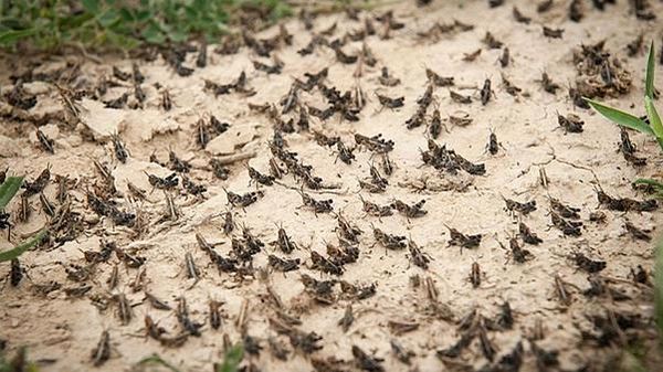 سمپاشی بیش از 680 هکتار از اراضی فارس علیه ملخ صحرایی