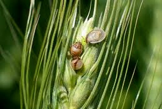 130شبکه مراقبت در استان قزوین پایش مزارع کشاورزی را برعهده دارند