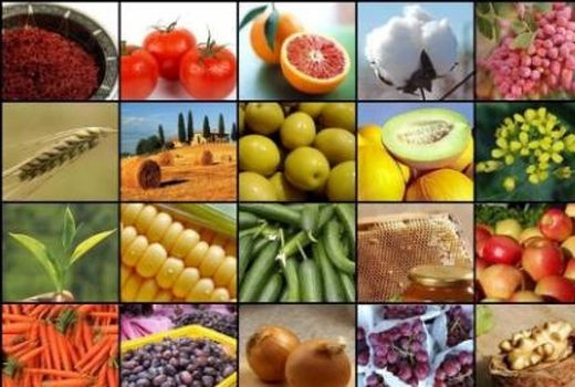 ۵۲ درصد ارزش افزوده صادرات بخش کشاورزی در اختیار حوزه باغبانی است