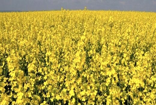 آمادگی تامین بذر کلزای خوزستان توسط تعاون روستایی