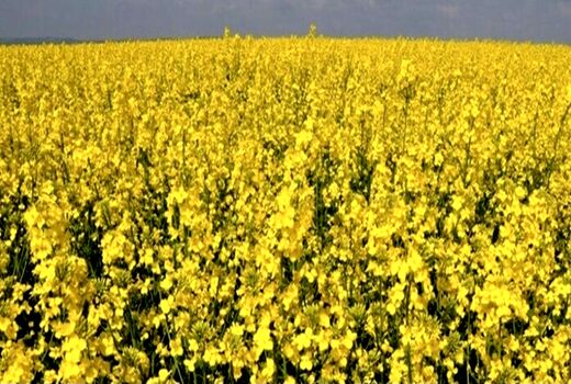 آمادگی تامین بذر کلزای خوزستان توسط تعاون روستایی