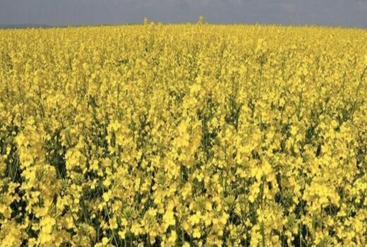 آمادگی تامین بذر کلزای خوزستان توسط تعاون روستایی