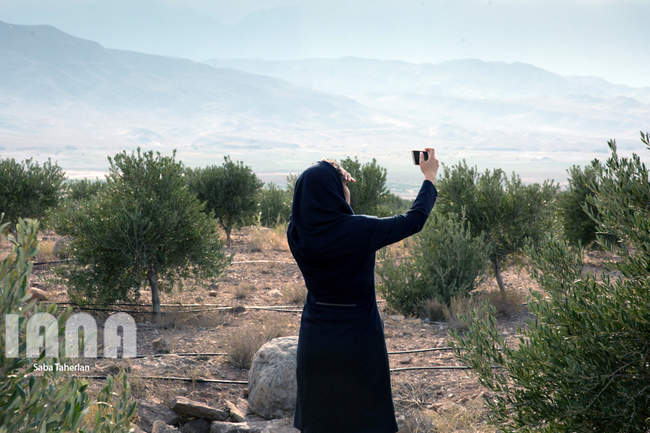  باغ بزرگ زیتون‌کشور در منجیل