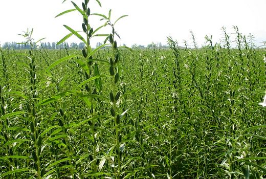 برداشت کنجد در مُهر ادامه دارد