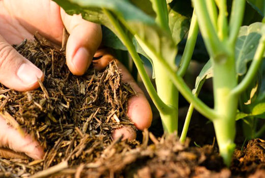 15هزارتن کود شیمیایی پایه در استان بوشهر تامین و توزیع شد