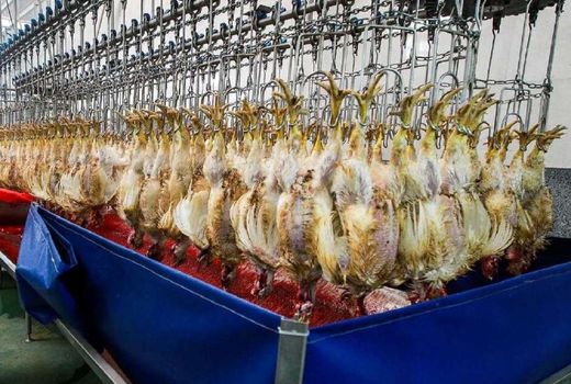 فعالیت کشتارگاه‌های چهارمحال و بختیاری در ایام عید نوروز