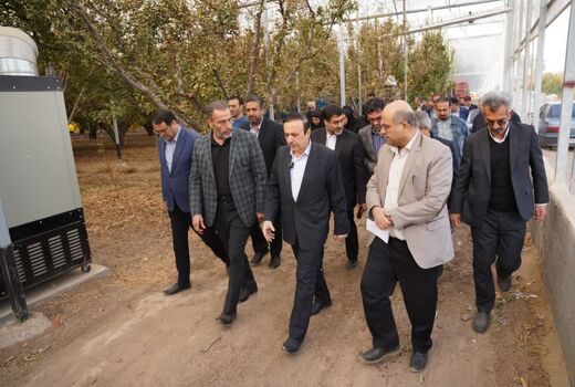بازدید استاندار قزوین از گلخانه تولید گوجه‌سبز و آلو در شهرستان قزوین