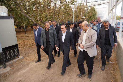 بازدید استاندار قزوین از گلخانه تولید گوجه‌سبز و آلو در شهرستان قزوین