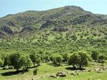 طرح بذرگیری بلوط آغاز شد/ اجرای 335 طرح تحقیقاتی در ارتباط با زاگرس