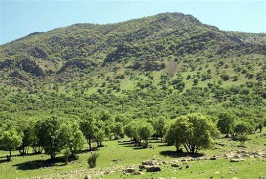 طرح بذرگیری بلوط آغاز شد/ اجرای 335 طرح تحقیقاتی در ارتباط با زاگرس