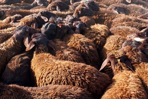 توسعه طرح‌های اصلاح نژادی  با واگذاری ایستگاه اصلاح نژاد قوچ کردی شیروان به بخش خصوصی 