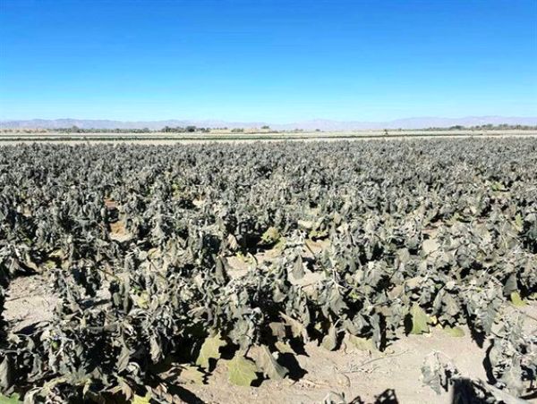 سیل و سرمای بهاره در سال جاری  735 میلیارد ریال به بخش کشاورزی فاروج خسارت زد