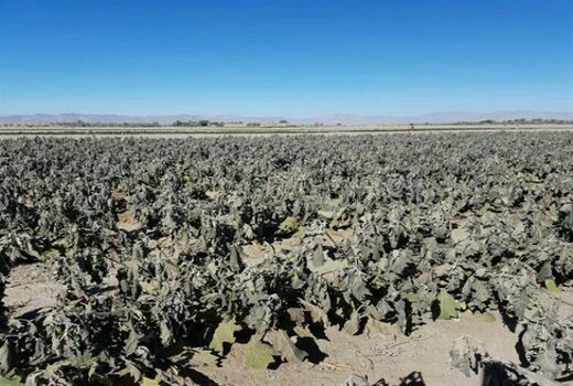 سیل و سرمای بهاره در سال جاری  735 میلیارد ریال به بخش کشاورزی فاروج خسارت زد