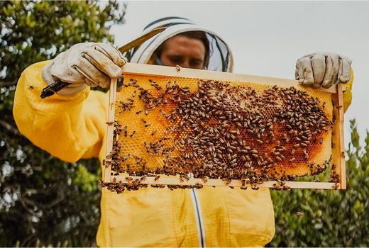 فعالیت 712 زنبوردار در سوادکوه‌شمالی/ تولید 560 تن عسل