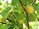 بالغ بر ۲۰۰ میلیارد تومان عاید کشاورزان کاشانی در  برداشت زرد آلو و قیصی 