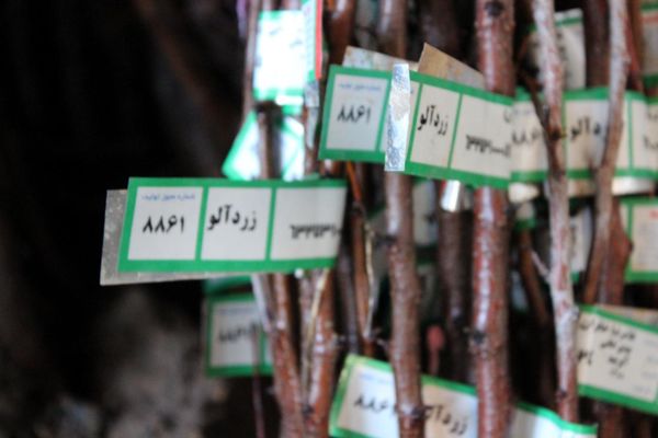 آغاز توزیع و فروش نهال در شهرستان سامان
