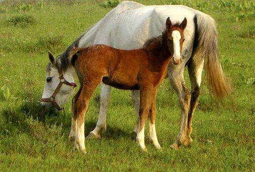 هویت گذاری اسب صرفا توسط وزارت جهاد کشاورزی انجام می شود