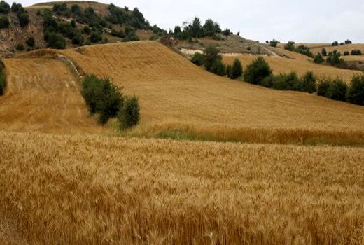 مشارکت ۴۵۰ هزار کشاورز در طرح جهش تولید در دیمزار‌ها