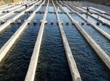 اجرای طرح مراقبت ملی بیماری های ویروسی در مزارع پرورش ماهی استان تهران