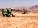 فصل برداشت خوشه‌های طلایی از گندم زارهای فریدونشهر