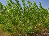 کاهش واردات چوب و افزایش سرانه فضای سبز با کشت صنوبر مقاوم به شوری و گرما در خوزستان
