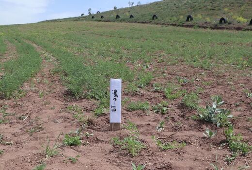 برداشت بیش از ۱۳ تن بذر نخود در نخستین اجرای طرح «زارع به زارع» قزوین
