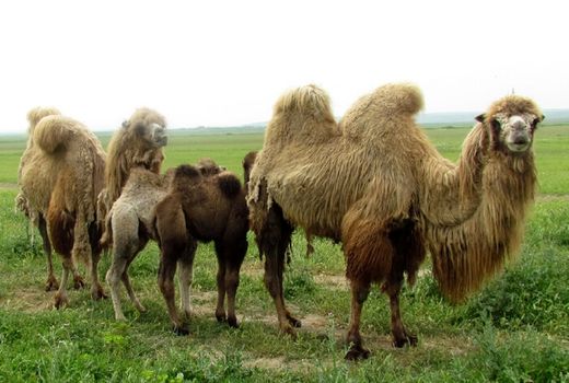 شتر دوکوهانه، کلید بهره‌وری تولید گوشت شتر