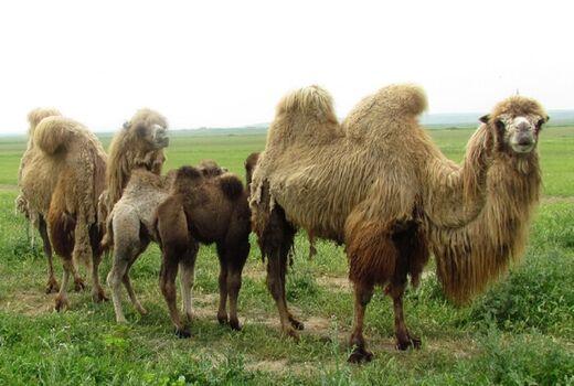 شتر دوکوهانه، کلید بهره‌وری تولید گوشت شتر