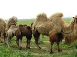 شتر دوکوهانه، کلید بهره‌وری تولید گوشت شتر