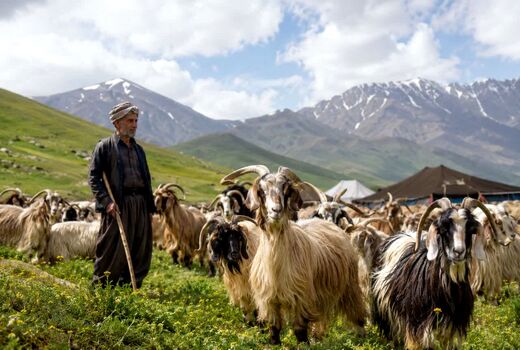 همکاری فائو و وزارت جهاد کشاورزی برای حفاظت از نژادهای بومی دام و توانمندسازی جوامع محلی