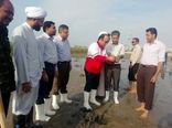 هرمزگانی ها برای سرسبزی کرانه های خلیج فارس  115 هزار اصله نهال کاشتند