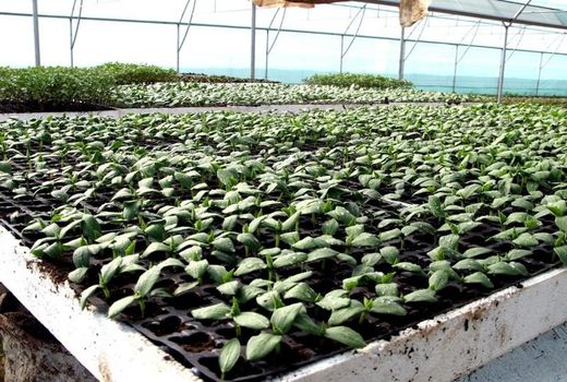  4300هکتار از اراضی شهرک‌های کشاورزی واگذاری شد