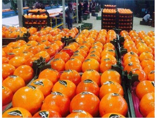 صادرات 900 تن مرکبات از میاندورود به خارج کشور