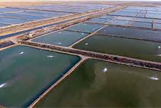 شناسایی بیش از ۲۰۰ هزار هکتار اراضی پرورش میگو