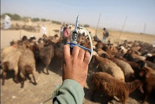 ۴۰ میلیون دُز واکسن تب برفکی دام تامین شد