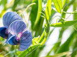 کشت جایگزین در باشت با گیاهان علوفه‌ای مقاوم به خشکی