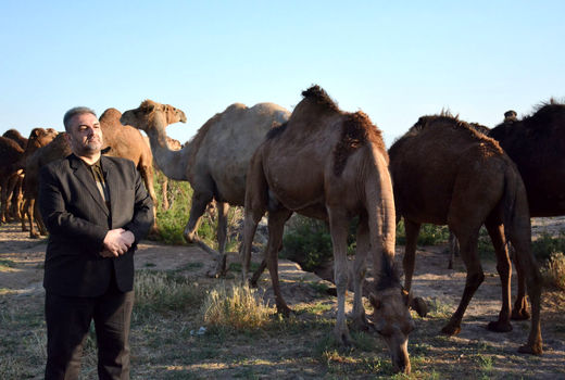 زمینه برای پرورش شتر دوکوهانه در آذربایجان شرقی  مهیاست