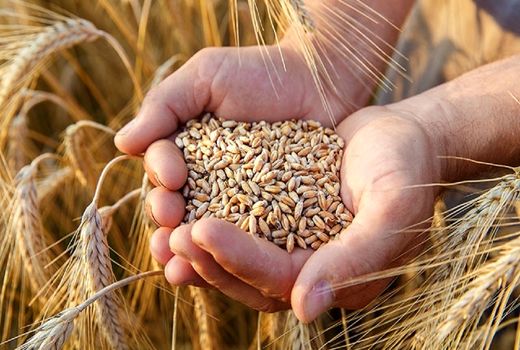 خرید 2870 تن گندم و جو بذری در استان آذربایجان شرقی