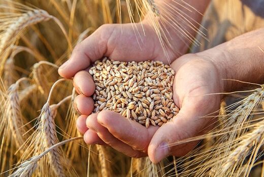 خرید 2870 تن گندم و جو بذری در استان آذربایجان شرقی