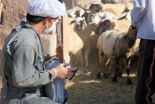 اجرای واکسیناسیون  طاعون نشخوارکنندگان کوچک در استان کرمان