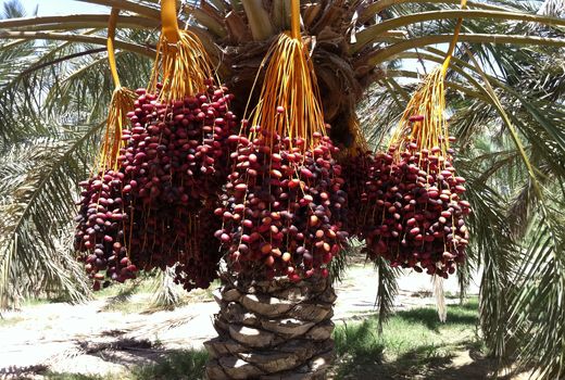 برداشت خرما در سیستان و بلوچستان آغاز شد