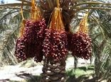 برداشت خرما در سیستان و بلوچستان آغاز شد