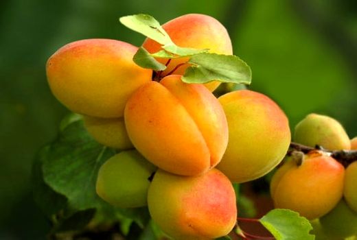 پیش بینی برداشت بیش از 33 هزار تن زردآلو از باغ‌های آذربایجان‌غربی 