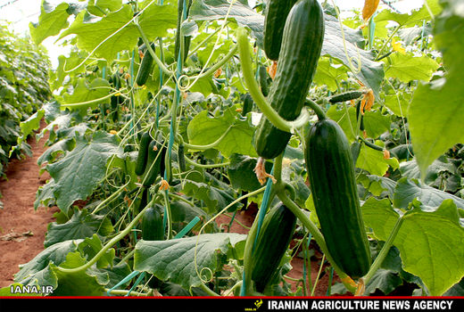 صرفه‌جویی 20 روزه کشت گلخانه‌ای در زمان