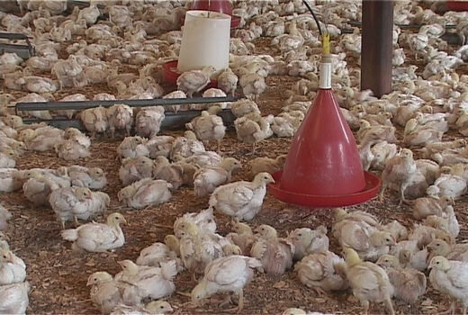 افزایش 24 درصدی جوجه ریزی در واحدهای مرغداری استان قزوین 
