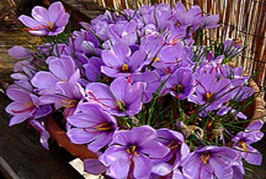  624 هکتار از اراضی کرمان زیر کشت گیاهان دارویی است